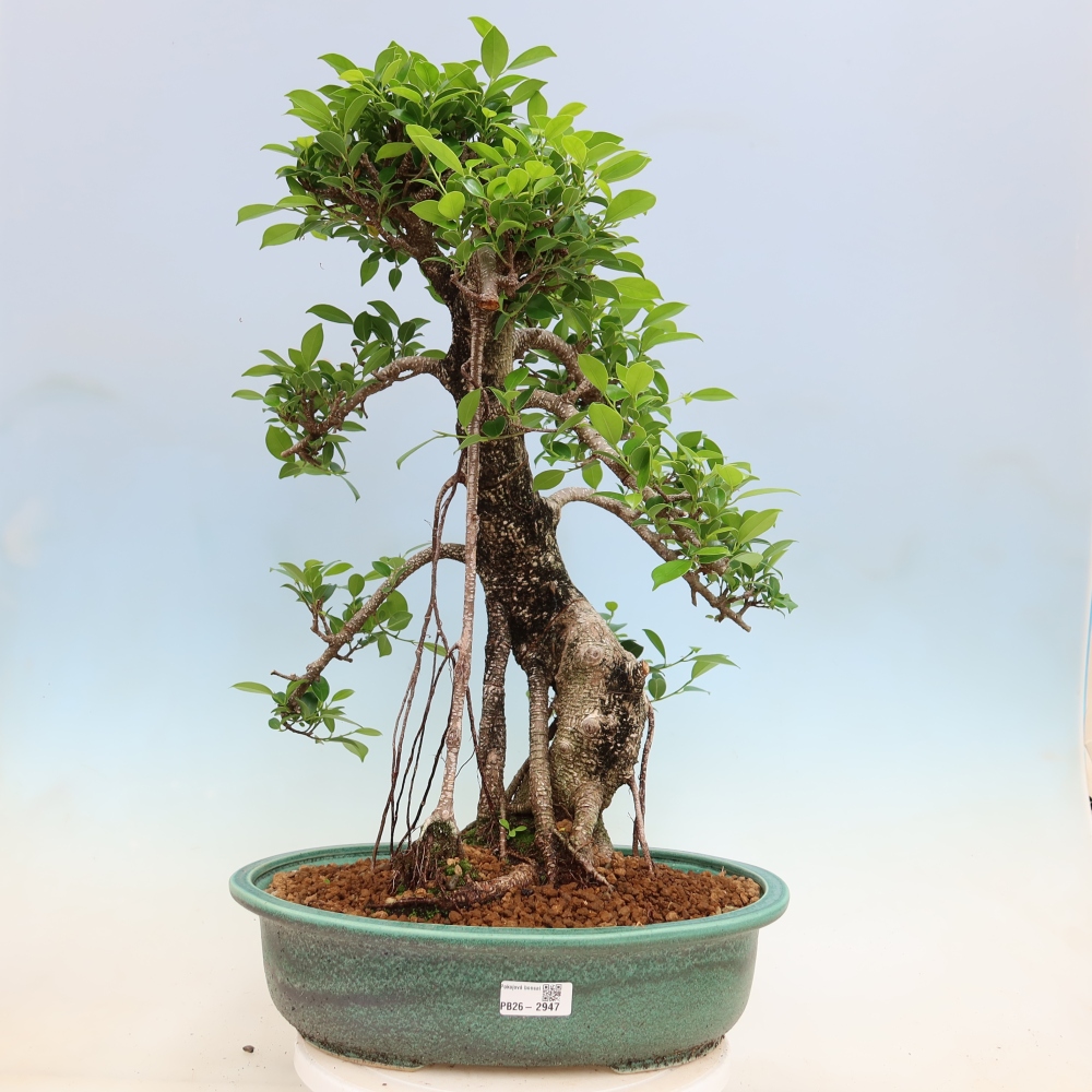 Szobai bonsai - Ficus kimmen - kislevelű fikusz