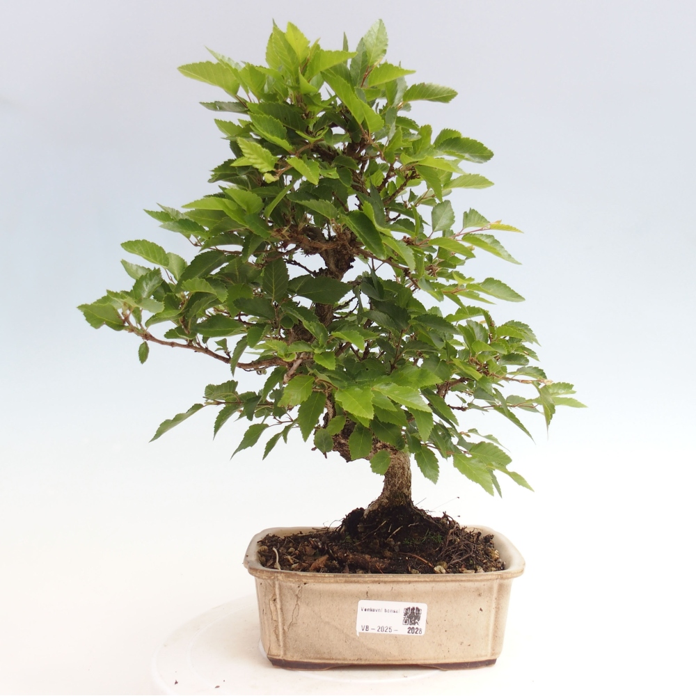 Kültéri bonsai -Carpinus CARPINOIDES - Koreai gyertyánfa