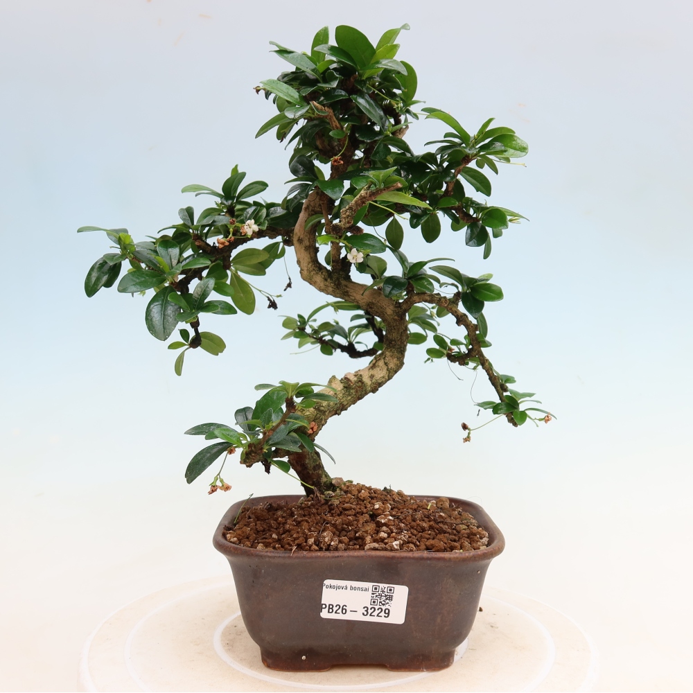 Szobai bonsai - Carmona macrophylla - Tea fuki