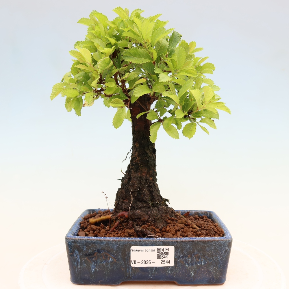 Kültéri bonsai - Zelkova - Zelkova NIRE