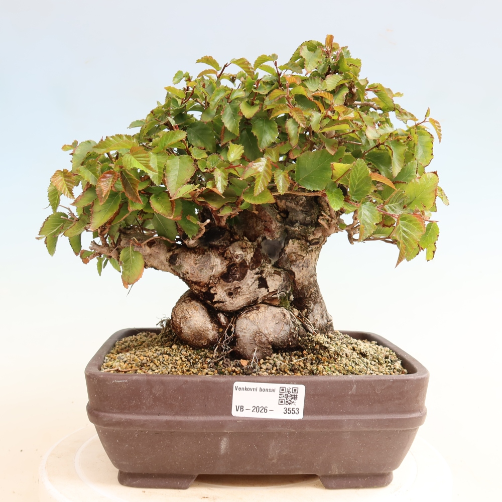 Kültéri bonsai -Carpinus CARPINOIDES - Koreai gyertyánfa