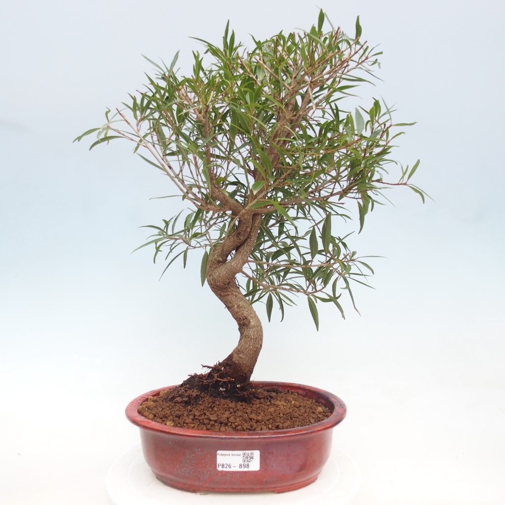 Szobai bonsai - Ficus nerifolia - kislevelű fikusz