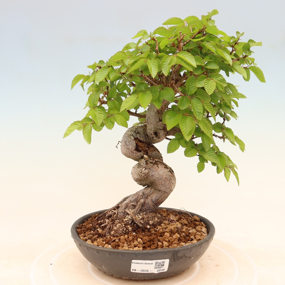 Kültéri bonsai -Carpinus Coreana - Koreai gyertyánfa