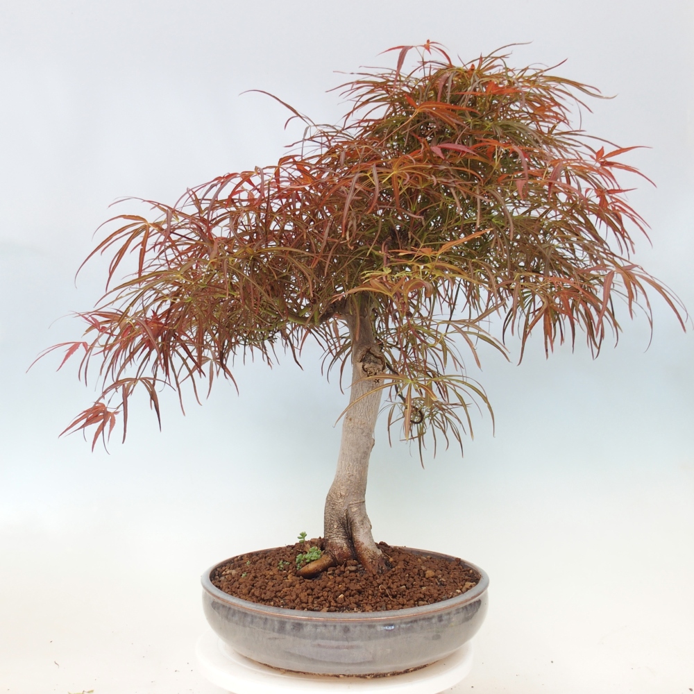 Kültéri bonsai - Acer palmatum RED PYGMY