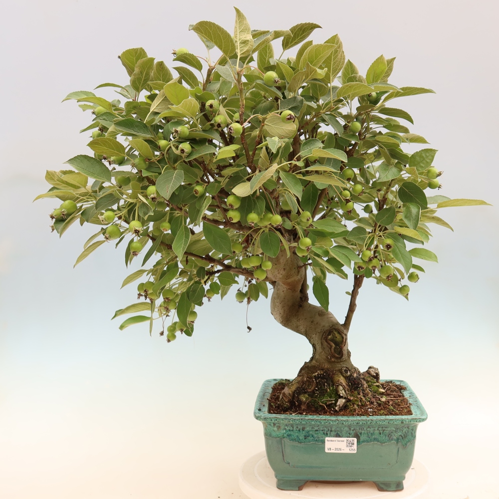 Kültéri bonsai -Malus halliana - Kis gyümölcsű almafa
