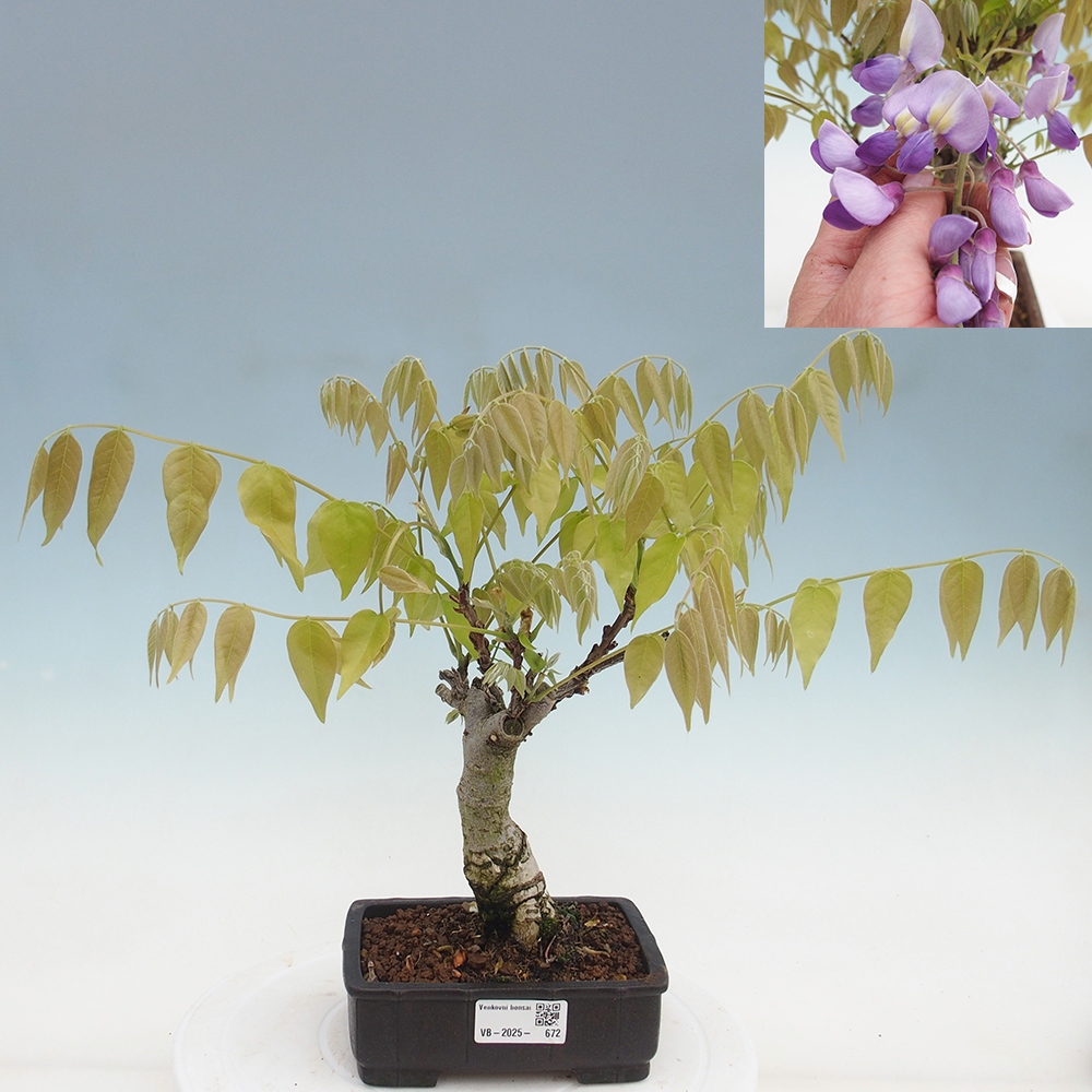 Kültéri bonsai - Wisteria floribunda