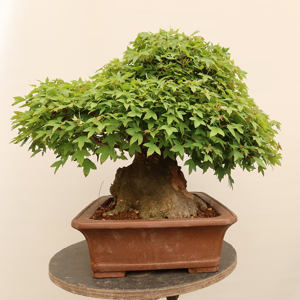 Kültéri bonsai - Juhar Burger - Acer Burgerianum