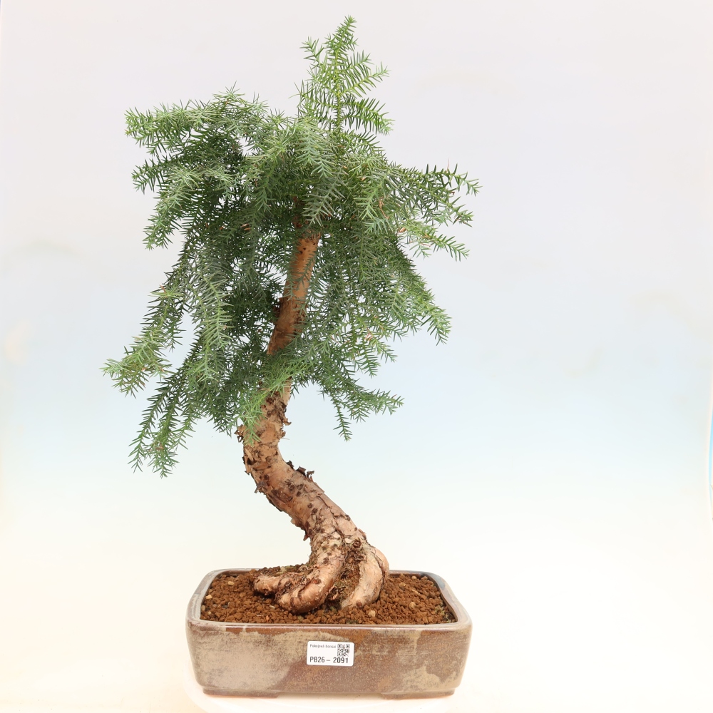 Szobai bonsai - Araucaria - szobai lucfenyő