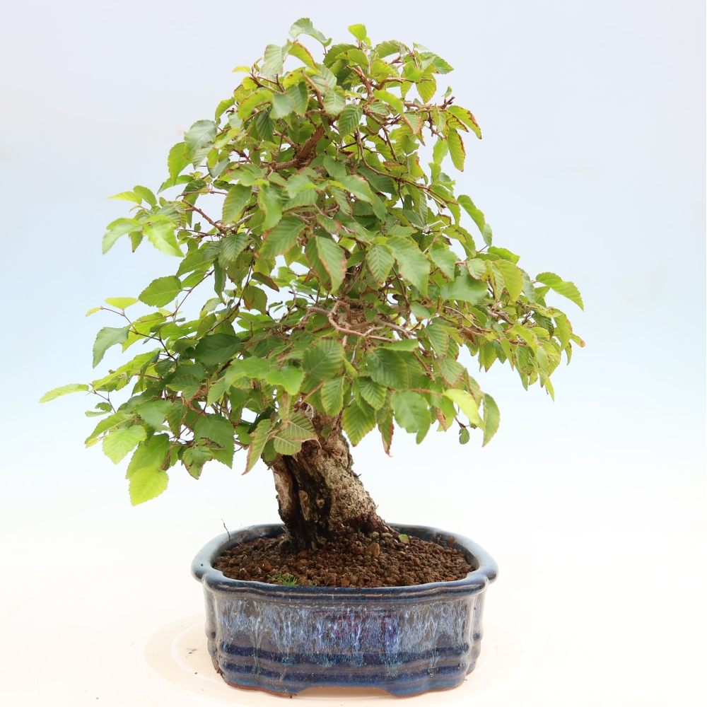 Kültéri bonsai -Carpinus Coreana - Koreai gyertyánfa