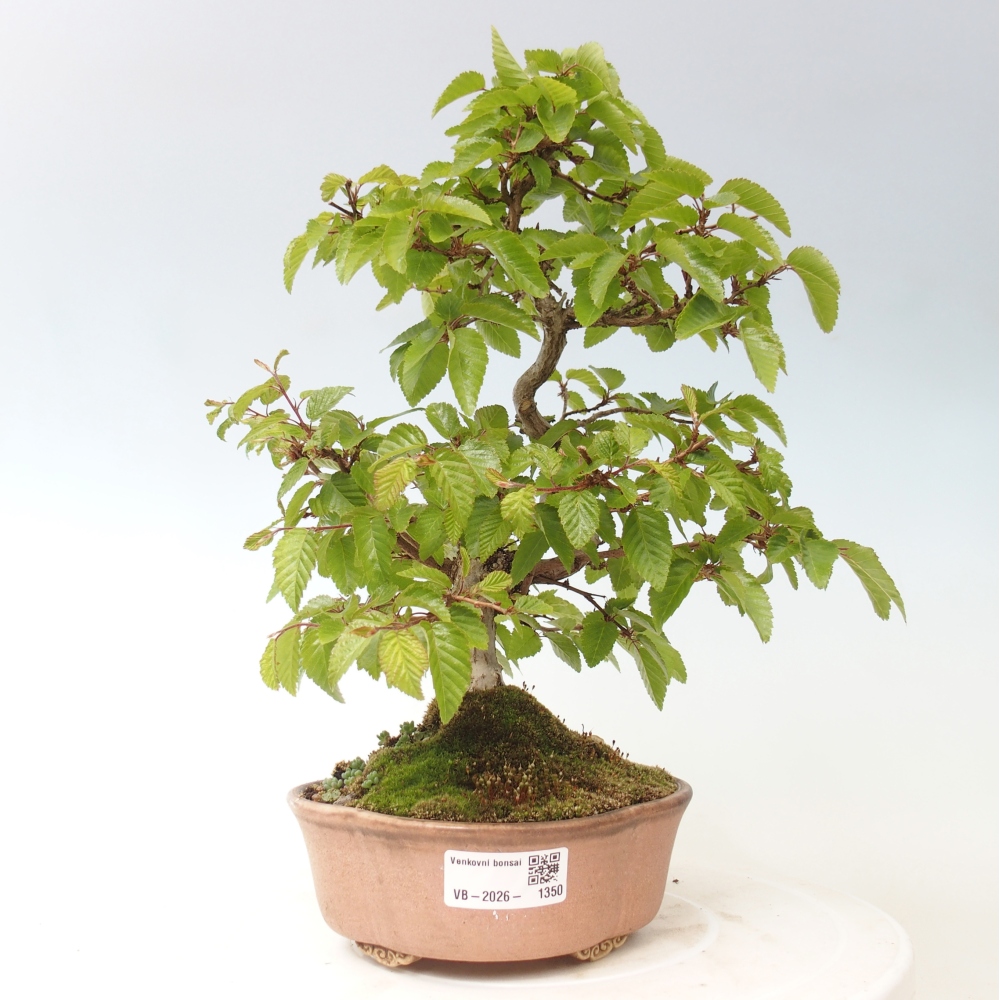 Kültéri bonsai -Carpinus CARPINOIDES - Koreai gyertyánfa