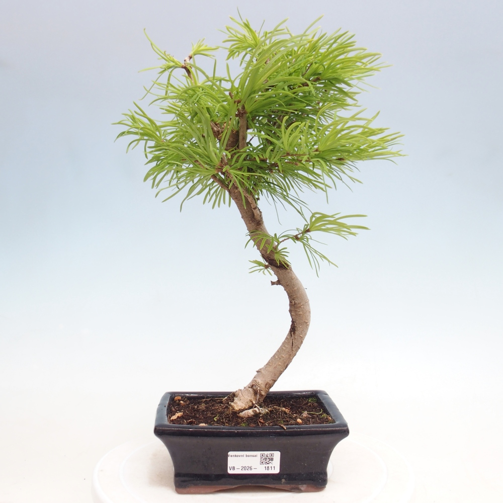Kültéri bonsai -Pseudolarix amabis-Pseudolarix amabis-Pseudolarix amabis