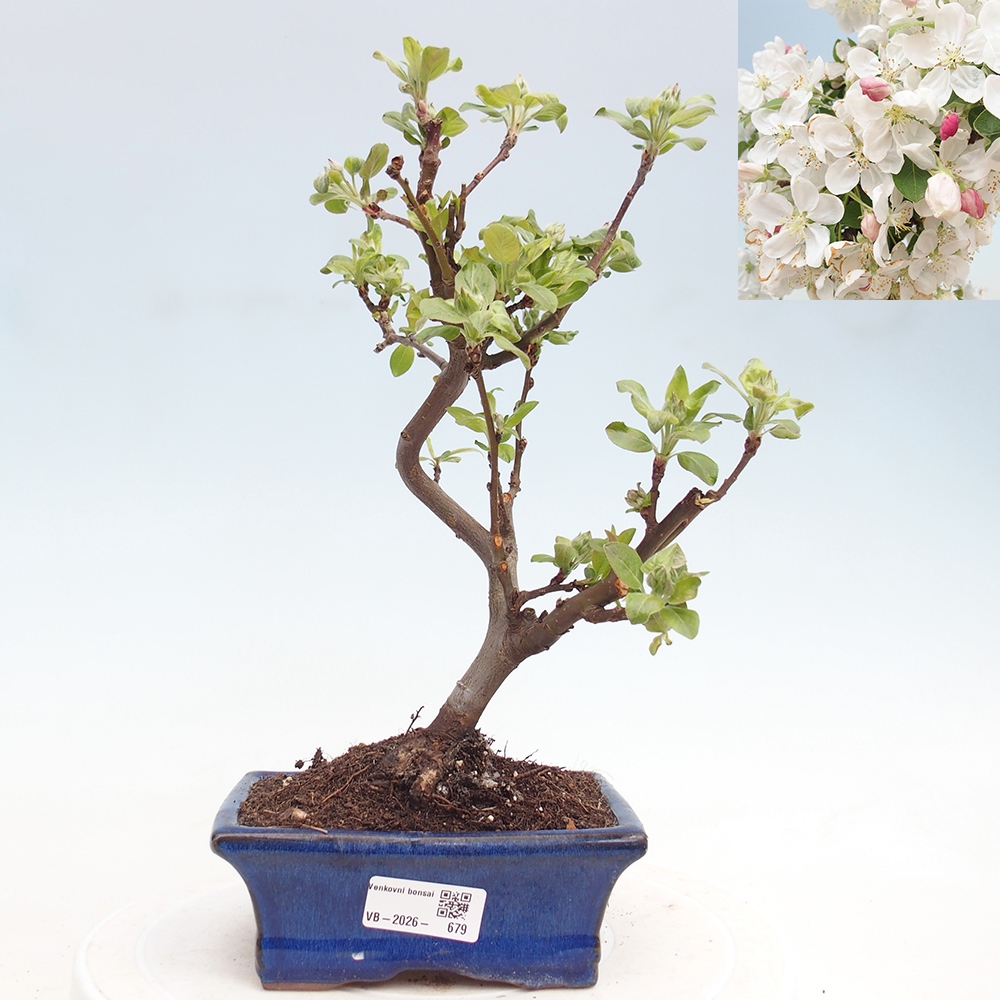 Kültéri bonsai -Malus halliana - Kis gyümölcsű almafa