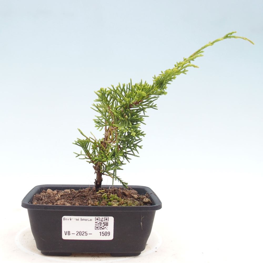 Kültéri bonsai - Juniperus chinensis Itoigawa