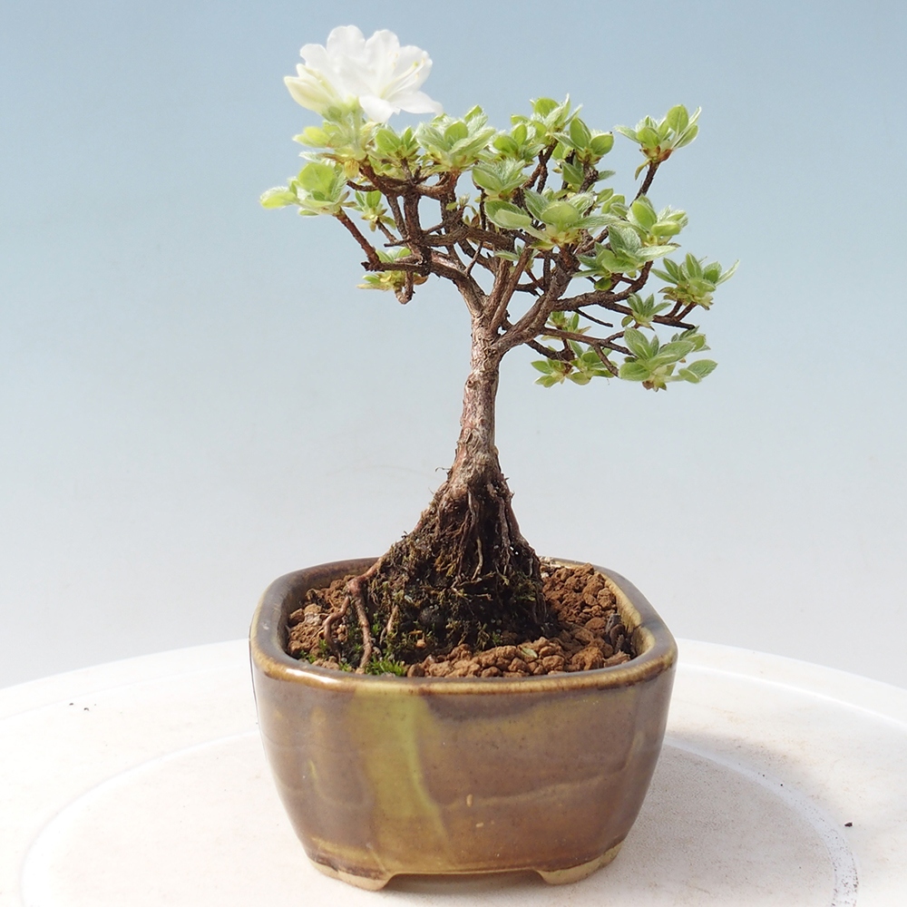 Kültéri bonsai - Rhododendron indicum - japán azálea