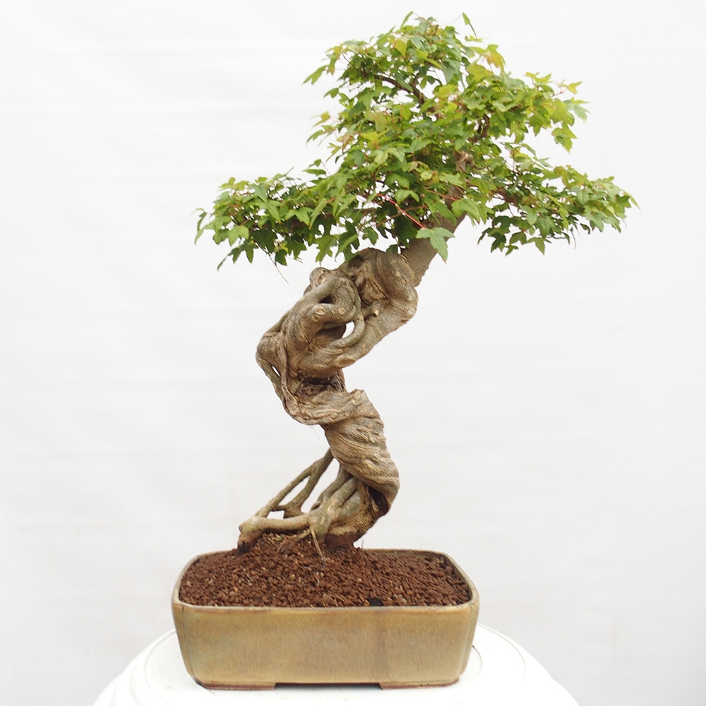 Kültéri bonsai - Acer Buergerianum - Burger juhar