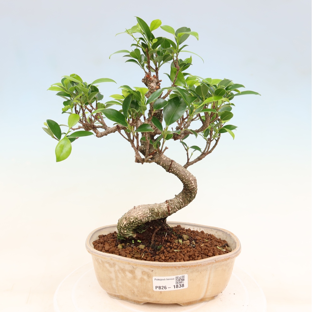 Szobai bonsai - Ficus retusa - kislevelű fikusz