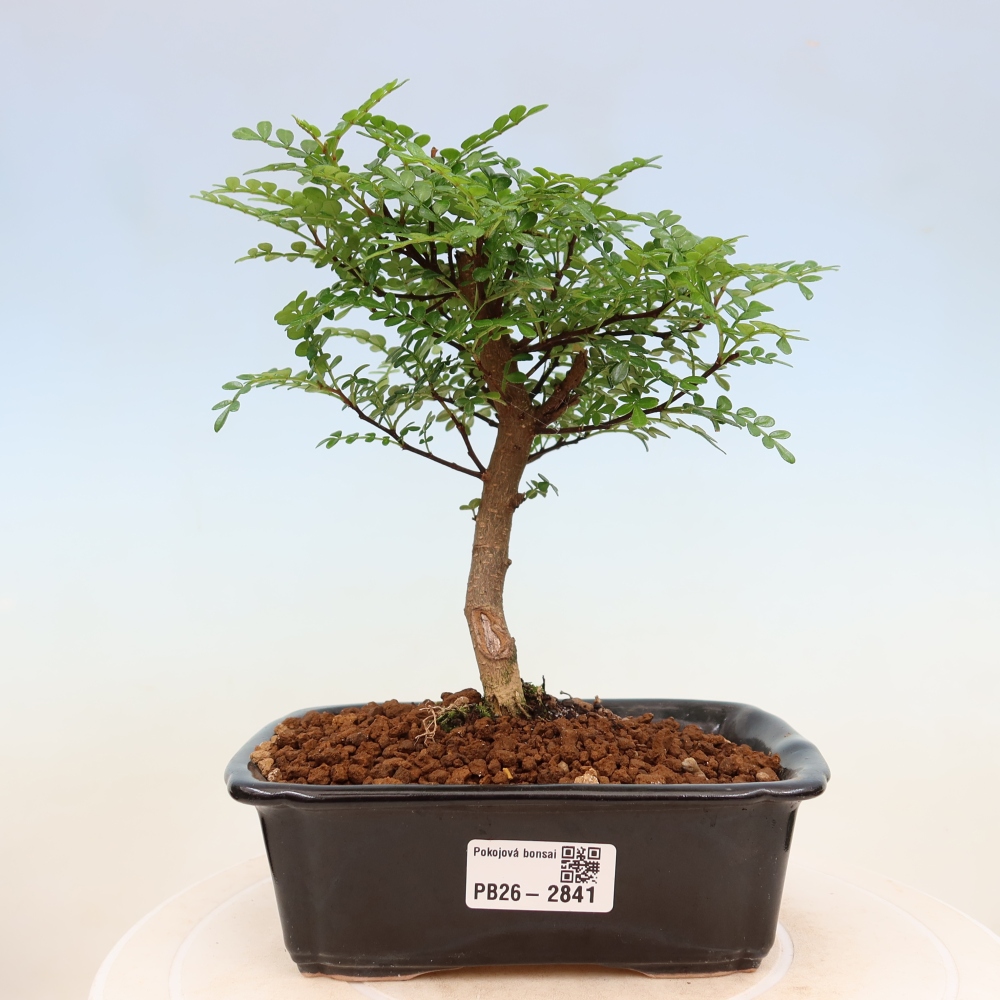 Szobai bonsai - Zantoxylum piperitum - borsfa