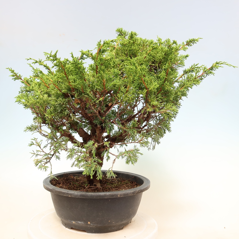 Kültéri bonsai - Juniperus chinensis Itoigawa-Juniperus chinensis