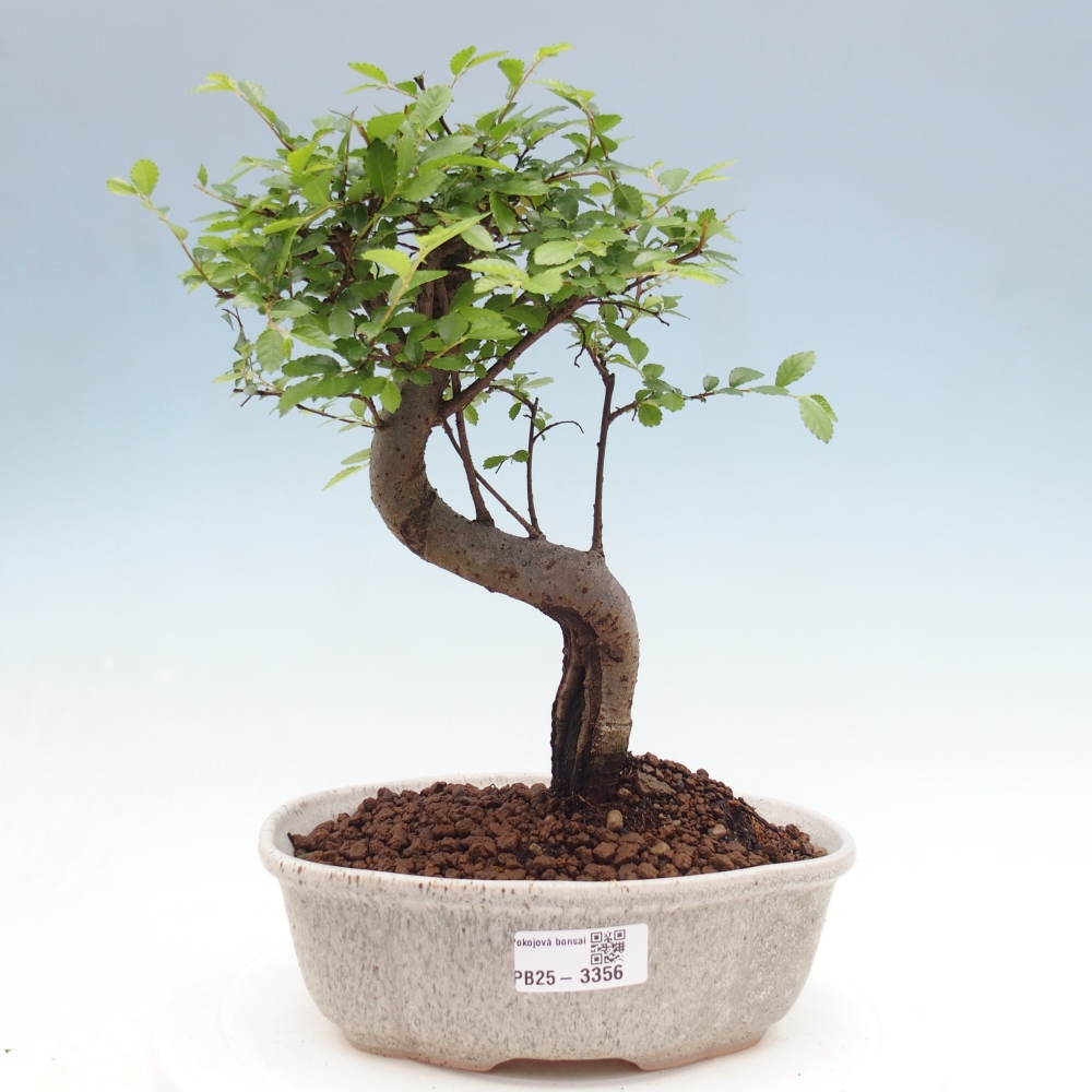 Szobai bonsai - Ulmus parvifolia - Kislevelű szilfa