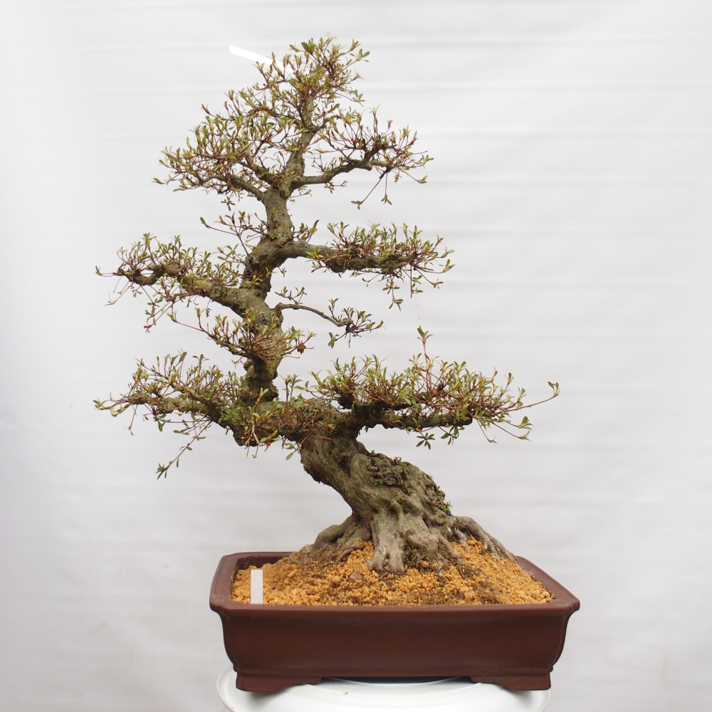 Kültéri bonsai - Japán azálea - Azálea Hekinan-no-Tsuki