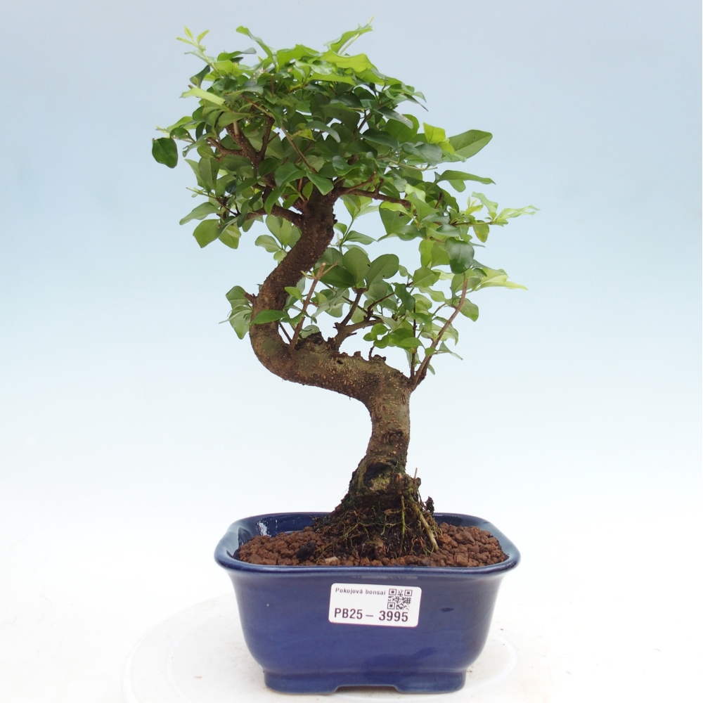 Szobai bonsai -Ligustrum chinensis - Madárcsőr