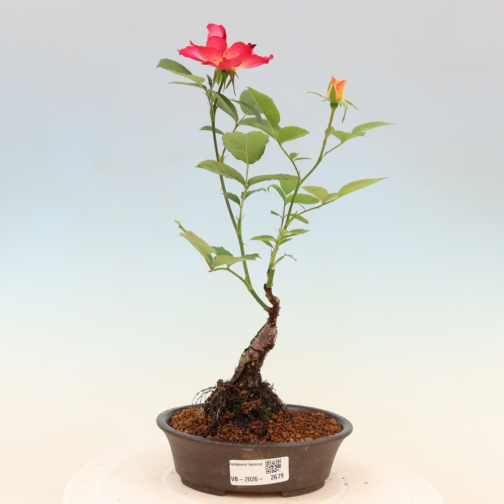 Kültéri bonsai - Rosa Kordes - rózsa