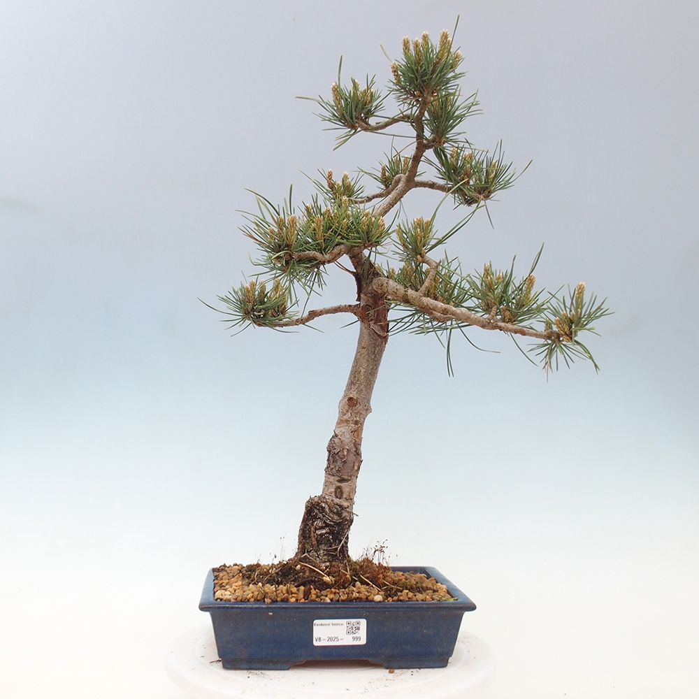 Kültéri bonsai - Pinus Sylvestris Watererri - erdeifenyő