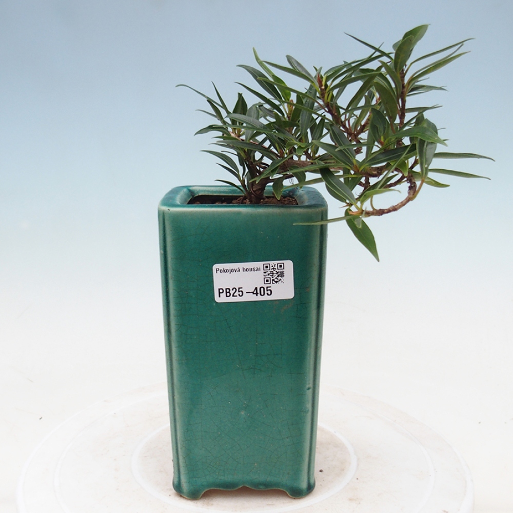 Szobai bonsai - Ficus nerifolia - kislevelű fikusz