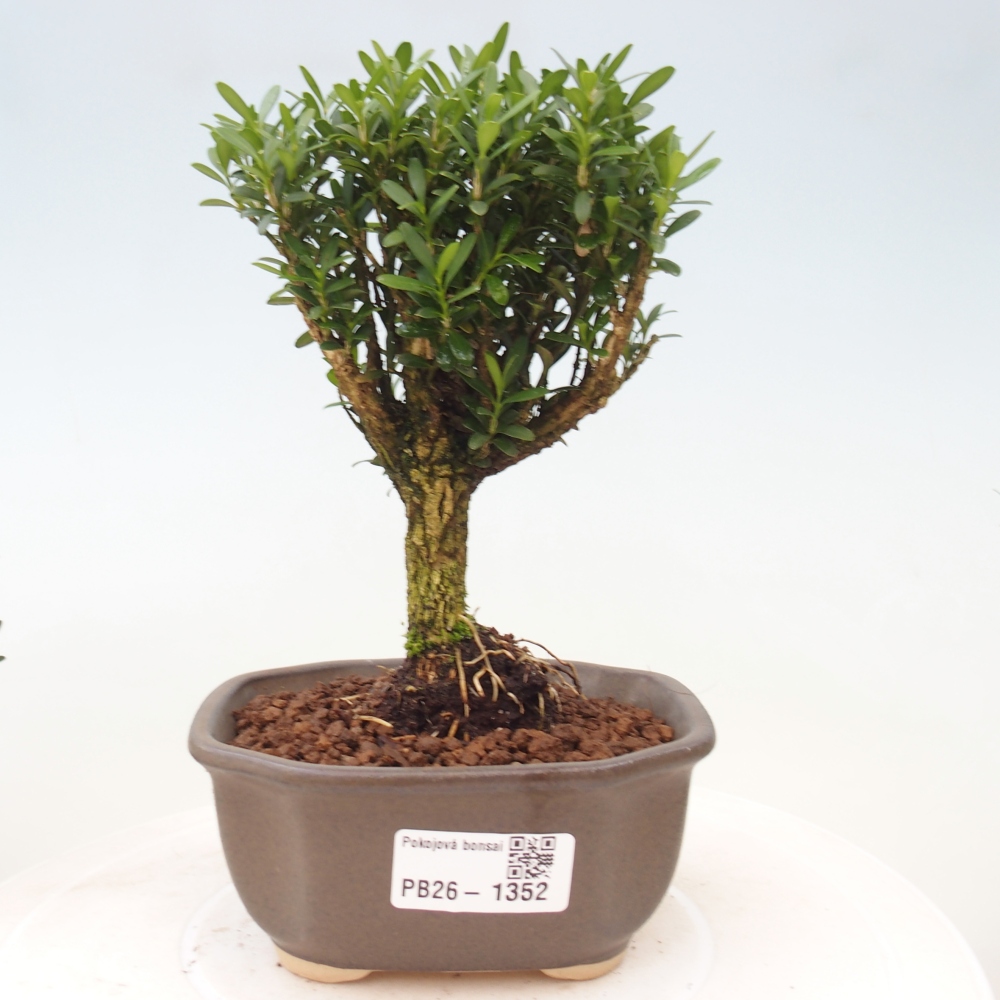 Szobai bonsai - Buxus harlandii - parafa buxus