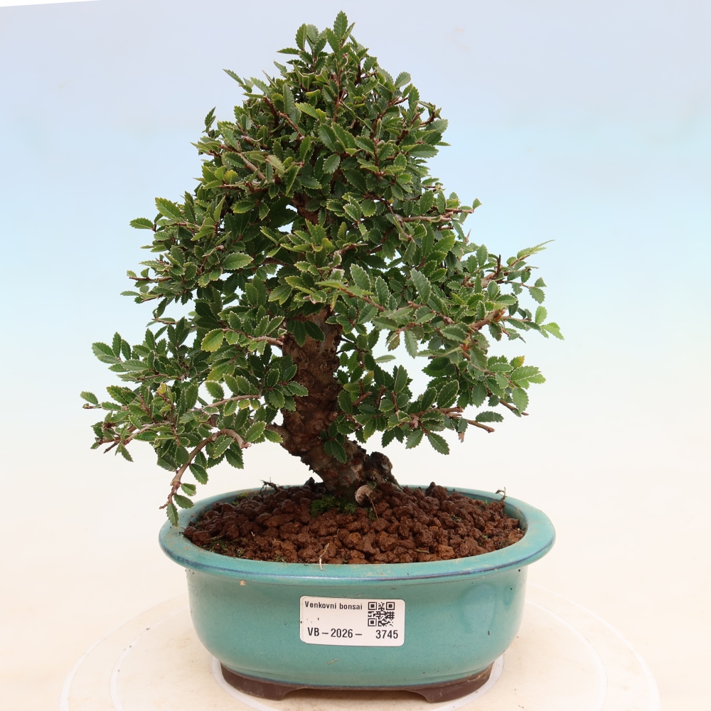 Kültéri bonsai - Zelkova - Zelkova NIRE