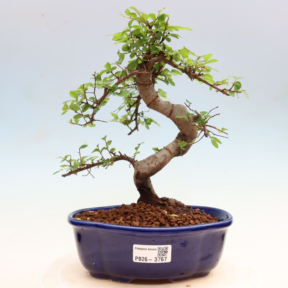Szobai bonsai - Ulmus parvifolia - Kislevelű szilfa