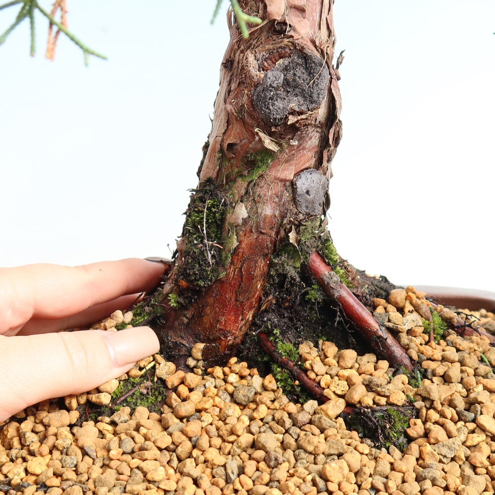 Kültéri bonsai - Juniperus chinensis Kishu