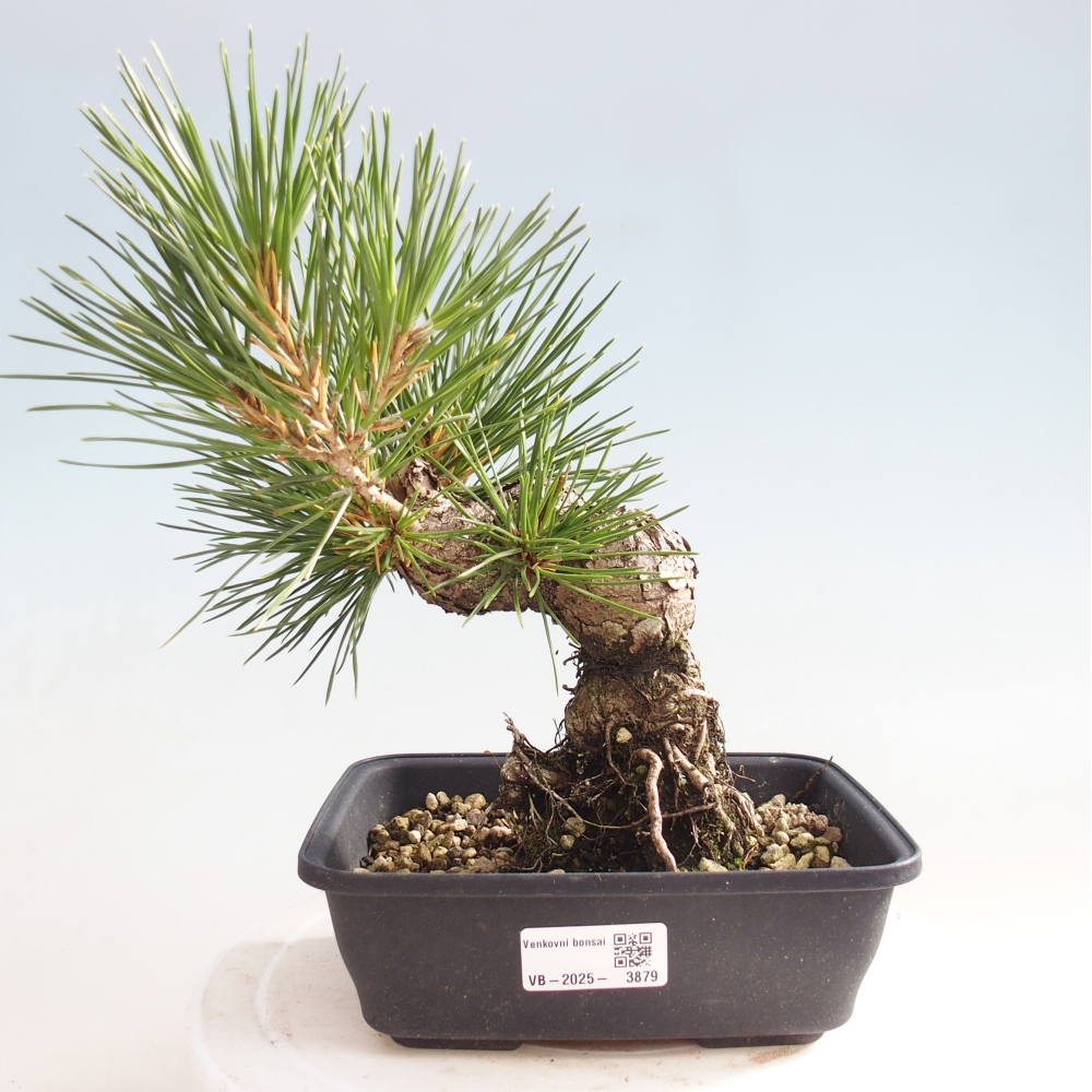 Kültéri bonsai - Pinus thunbergii - Thunberg fenyő