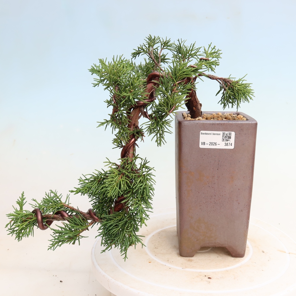 Kültéri bonsai - Juniperus chinensis Kishu