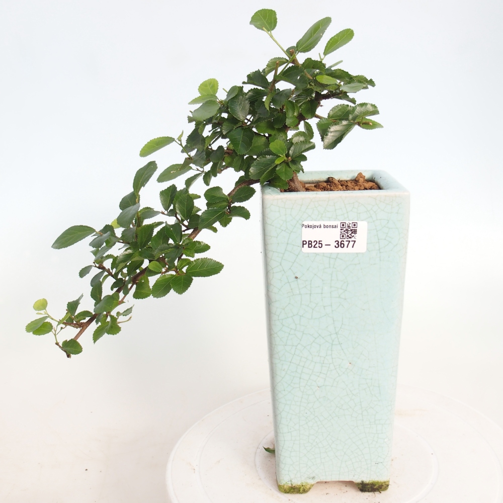 Beltéri bonsai - Grewia occidentalis - Levendula csillaghal