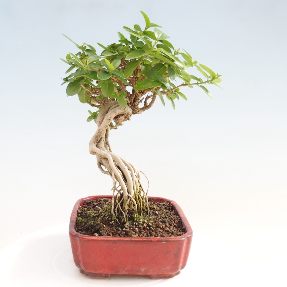 Beltéri bonsai - Premna serratifolia - Kozlovna malolista