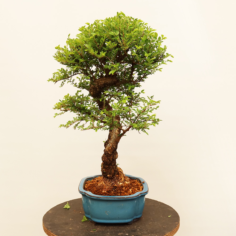 Kültéri bonsai - Zelkova - Zelkova NIRE