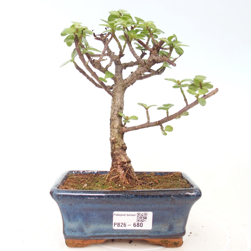 Szoba bonsai - Portulakaria Afra - Tlustice