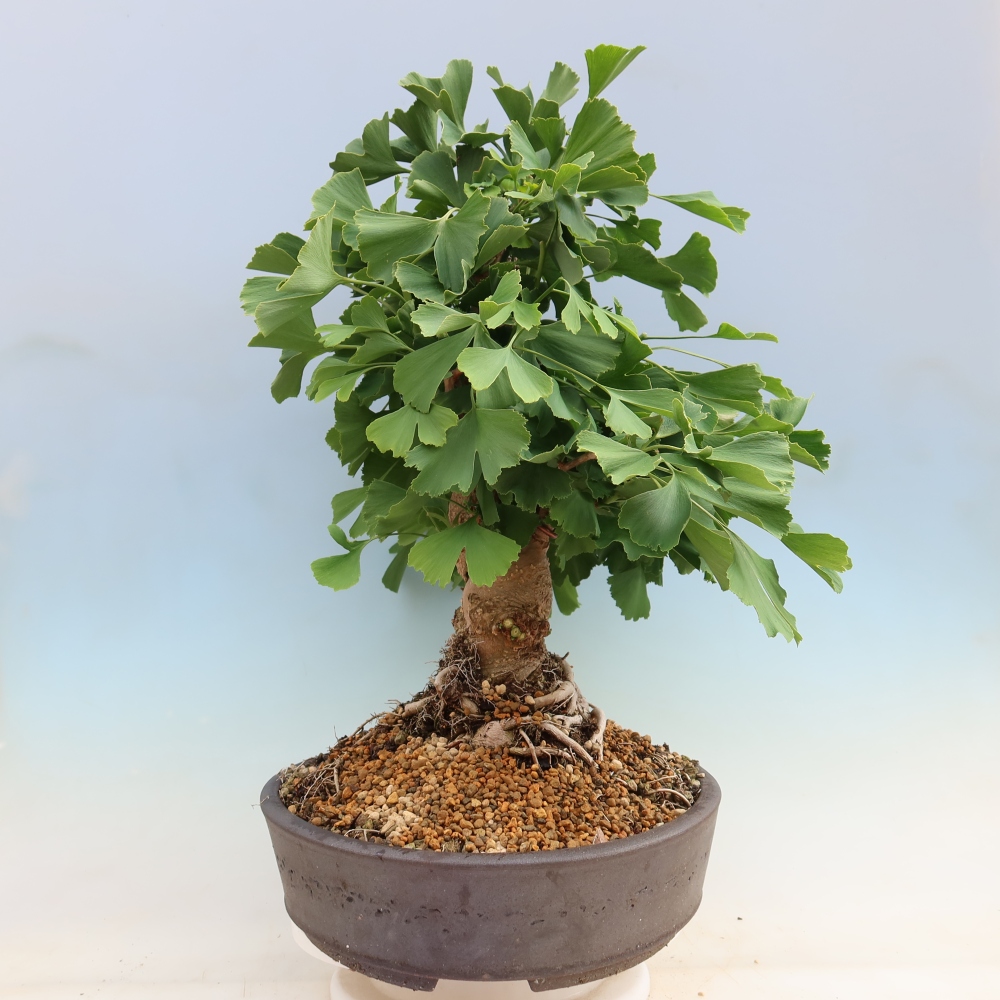 Kültéri bonsai - Ginkgo biloba - Ginkgo biloba