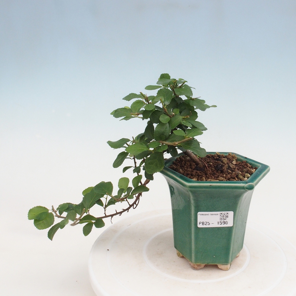 Beltéri bonsai - Grewia occidentalis - Levendula csillaghal