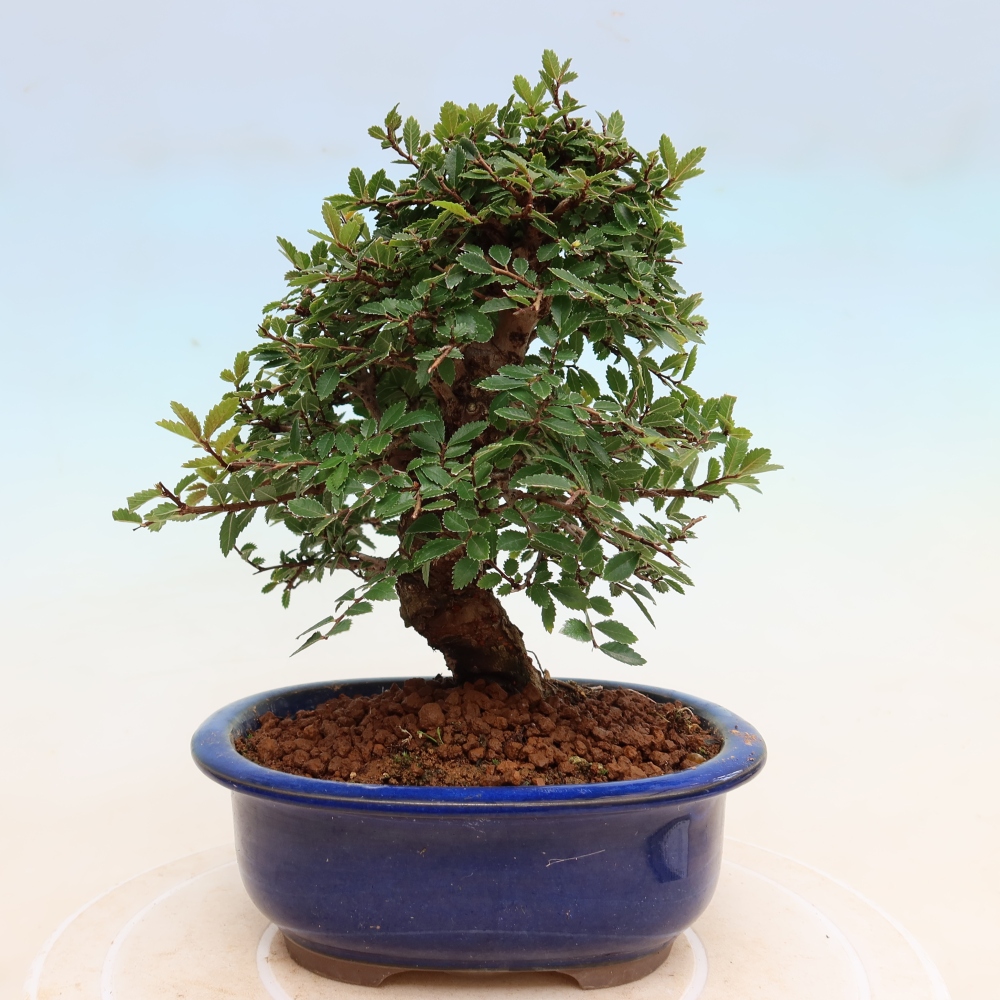 Kültéri bonsai - Zelkova - Zelkova NIRE