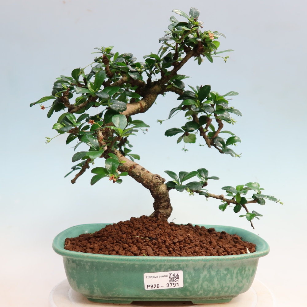 Szobai bonsai - Carmona macrophylla - Tea fuki