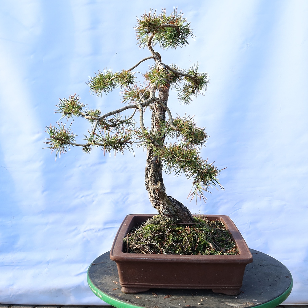 Pinus sylvestris Spanyolország – erdei fenyő