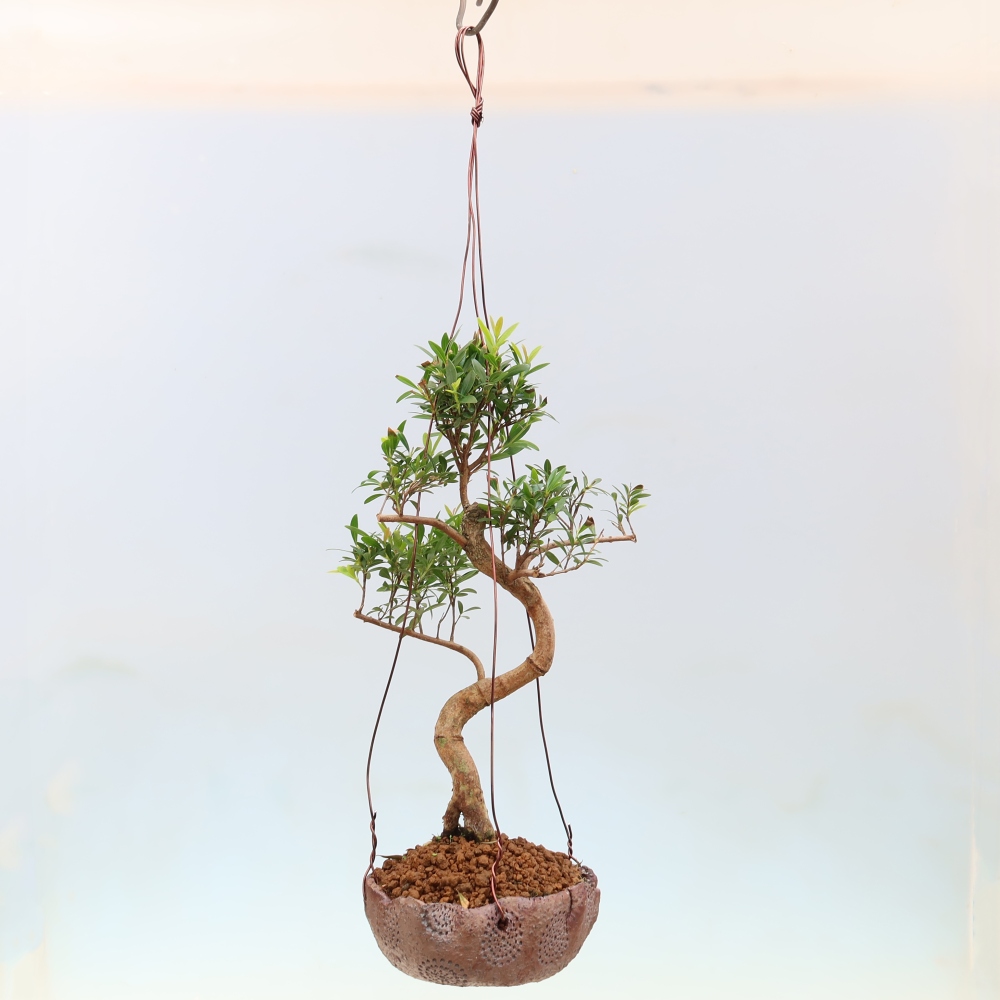 Kokedama kerámiában -Syzygium - Pimento fa