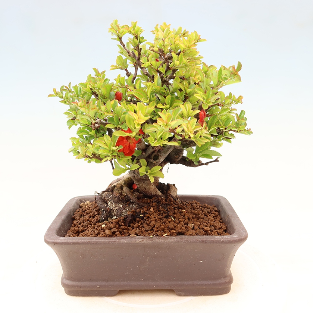 Kültéri bonsai - Chaneomeles speciosa Chojubai