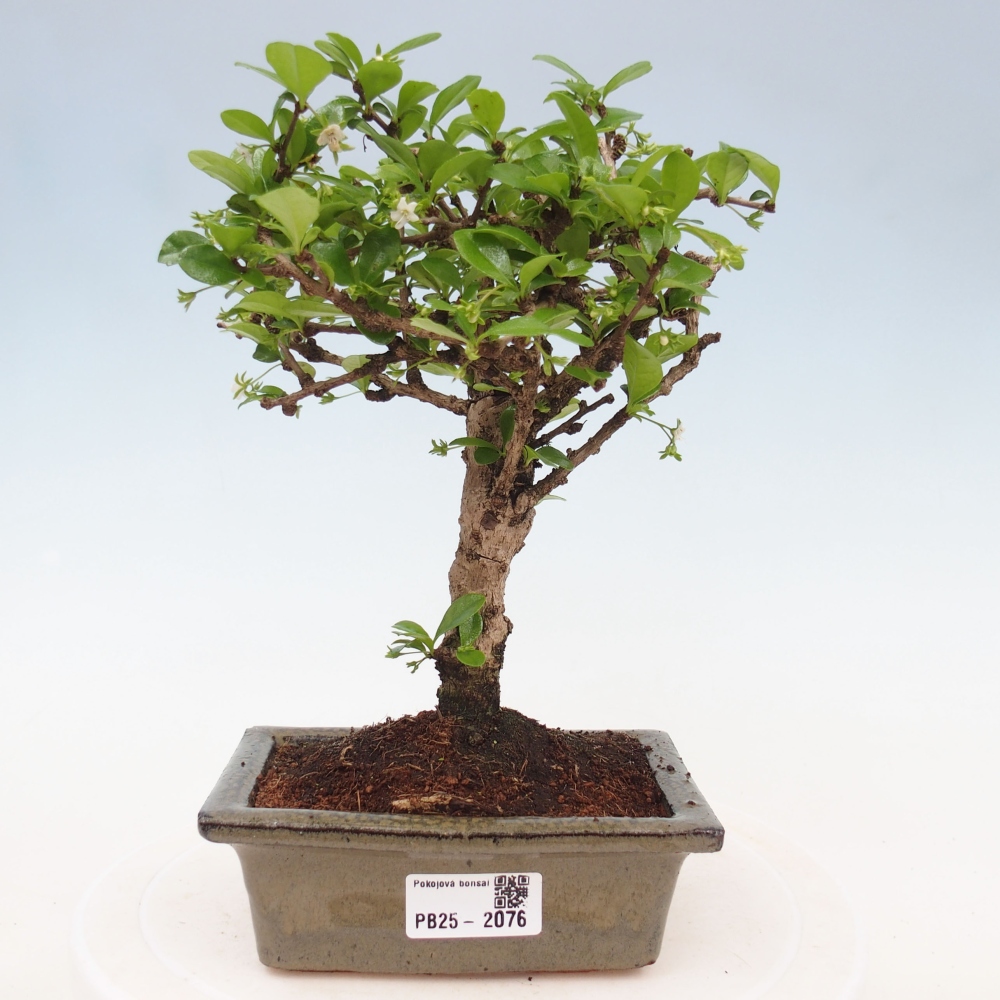 Szobai bonsai - Carmona macrophylla - Tea fuki