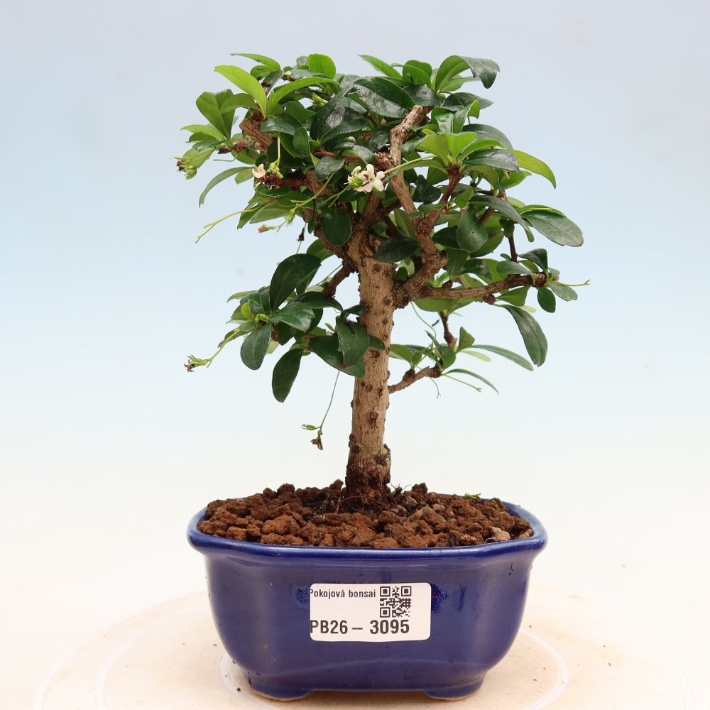 Szobai bonsai - Carmona macrophylla - Tea fuki