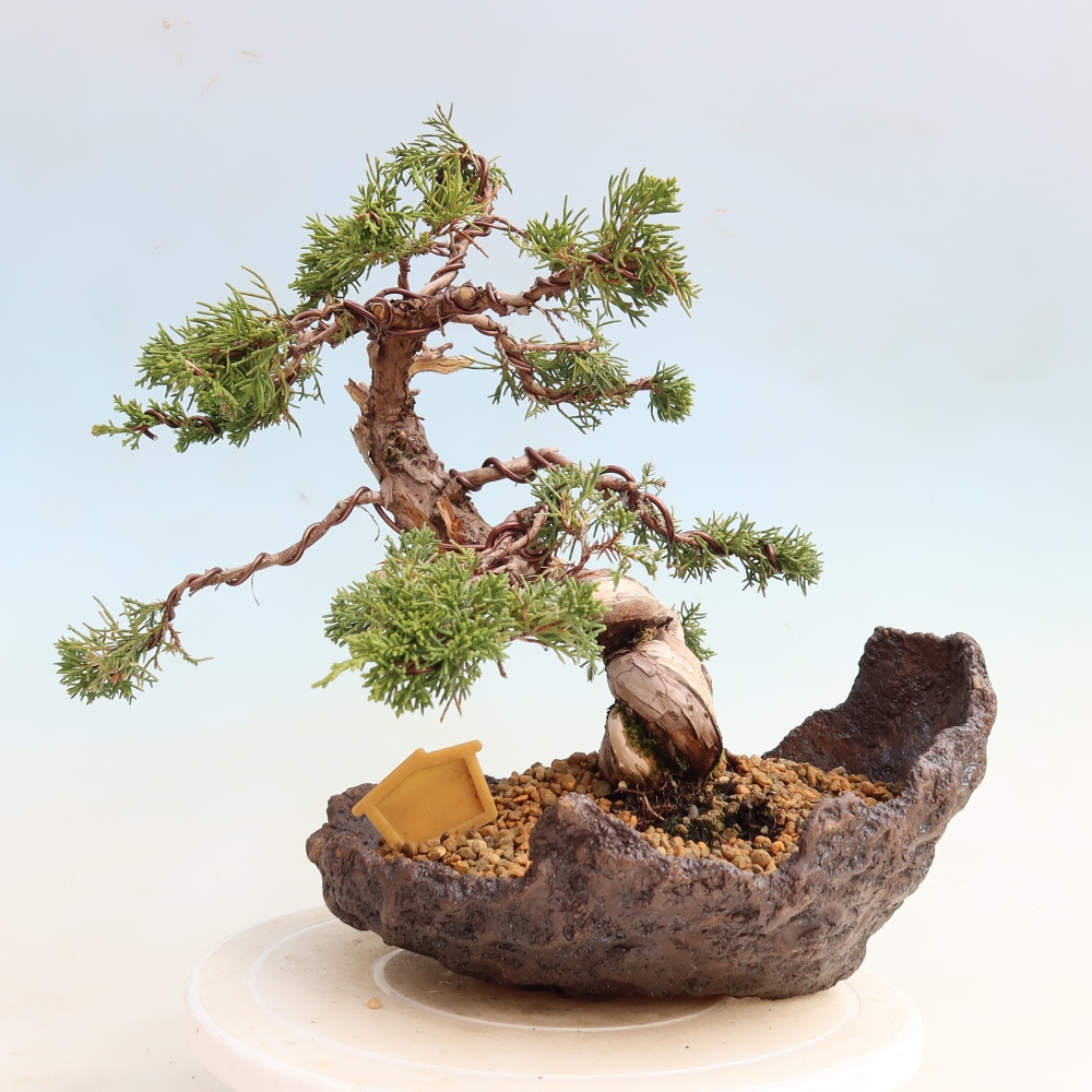 Kültéri bonsai - Juniperus chinensis Itoigawa-Juniperus chinensis