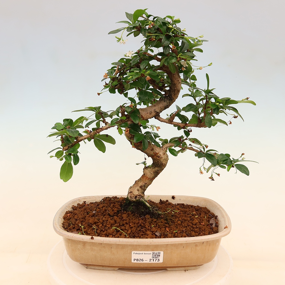 Szobai bonsai - Carmona macrophylla - Tea fuki