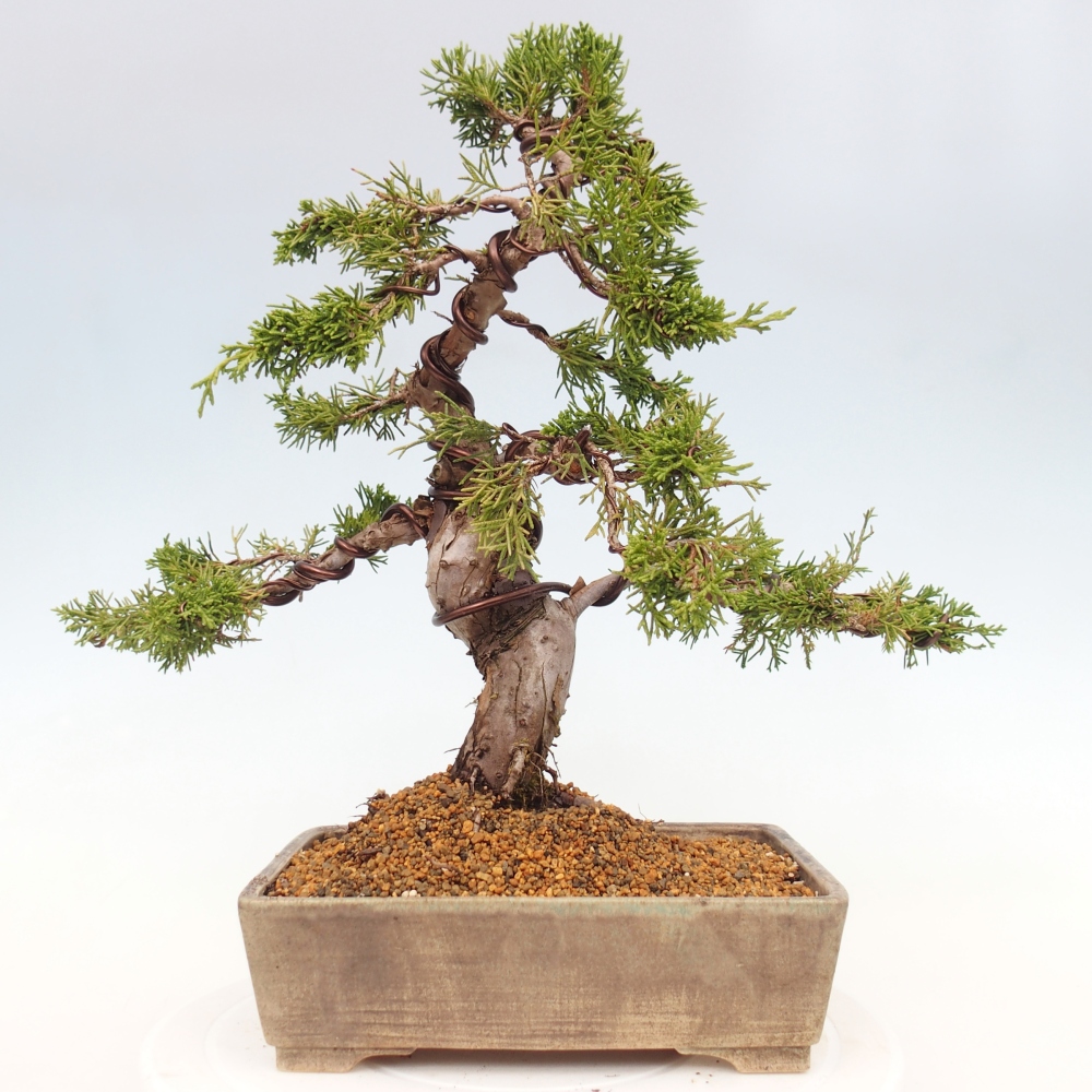 Kültéri bonsai - Juniperus chinensis Itoigawa